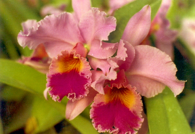 orquidea orhideja